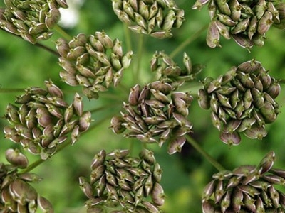 Anís verde  -  Pimpinella anisum
