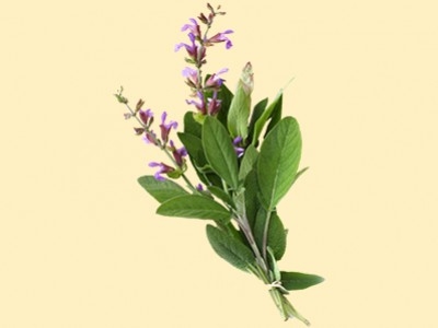 Salvia   -   Salvia officinalis